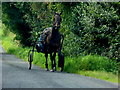 Trotting along Blackfort Road at Drumragh / Relaghdooey