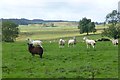 Cattle and sheep in pasture