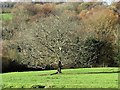 Walnut tree in field on Holbans Estate