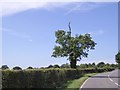 Lone tree by B4525 west of Crowfield