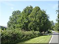 Trees by the approach to Greatworth Hall and farm