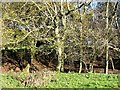 Dry pond on the Holbans Estate