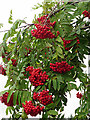 Rowan Berries