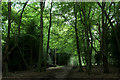 Track in Epping Forest