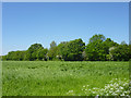 Farmland, Horseman Side