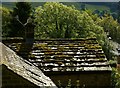 Roof with moss