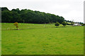 Fields and sheep by Ackhill Farm