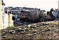 Moss cushions on Linton Road bridge