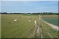 Footpath towards Elmwood Farm