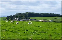 NY9682 : Sheep in pasture at Hawick Farm by Russel Wills