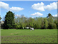 Horse in field, Whatley