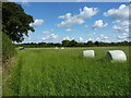 Silage bales in field near Orchard Farm