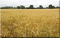 Barley near Hungerfield Farm