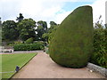 NO7396 : Path and topiary, Crathes Castle by Stanley Howe
