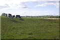 Cattle, Oldhall