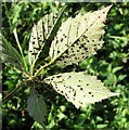 TG3203 : Leaf rust on bramble (Rubus fruticosus) by Evelyn Simak