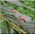 TG3203 : Galls on willow (Salix alba) by Evelyn Simak