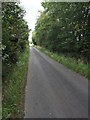 Tree lined road