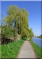 Willow Tree by the Bridgewater Canal