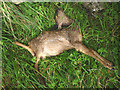 SD4972 : Dead fawn, Warton Crag by Karl and Ali