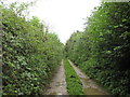 A green lane off Hinton Road