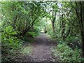 Trackbed of the former Churnet Valley Line