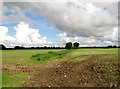 Field boundary north of Ketteringham Road