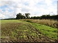 Ditch beside Ketteringham Road