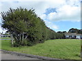 Hedge next to Sevenoaks Road