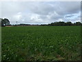 TG0815 : Crop field off Heath Road by JThomas