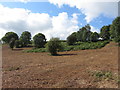 Open hillside near Lydney