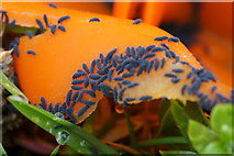 HP6213 : Springtails on Orange-peel Fungus (Aleuria aurantia), between Haroldswick and Burrafirth by Mike Pennington