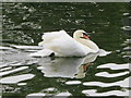 Swan on the Thames by Teddington Lock