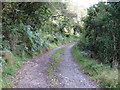 Wooded track to Auchens