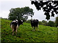 Cattle, Ballynasaggart