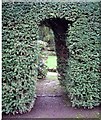 Entrance through yew hedge to topiary garden, Mill Lane