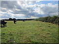 Cattle near Eldersfield