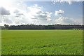 View across field to Yewtree Wood