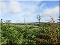 Bracken and rolling hills