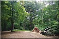 Fallen Hornbeam on Pole Hill