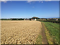 The Northumberland Coast Path approaching Redbarns