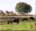 TG3504 : Cattle grazing a marsh pasture by Evelyn Simak