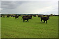 Buffalos at Firtree Farm