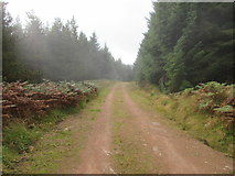 NO7791 : Misty Woodland Track by Scott Cormie