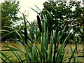 Bulrushes, Arvalee