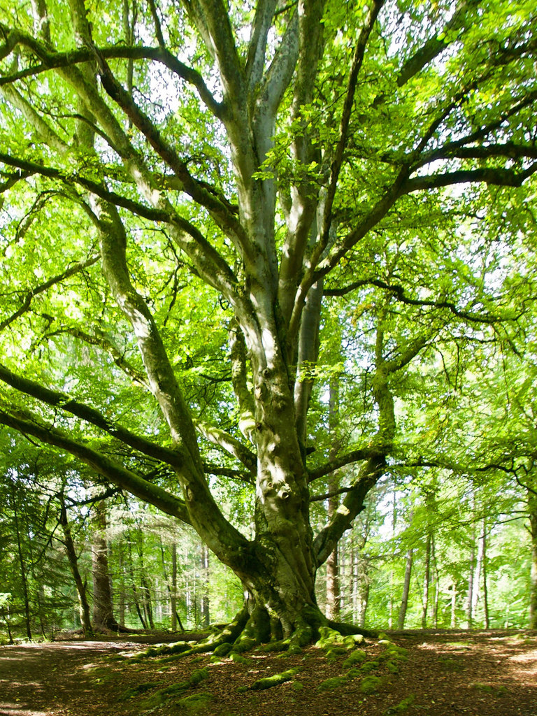 Beech Tree In Broad Wood Near Maryburgh © Julian Paren Geograph