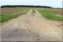 SP9254 : Farm track to Lavendon Wood by Philip Jeffrey