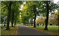 Tree lined driveway at Gilroes Cemetery