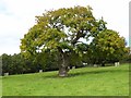 Oak tree in Berrington Park