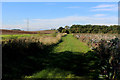 Grass Track heading towards Nova Scotia Wood